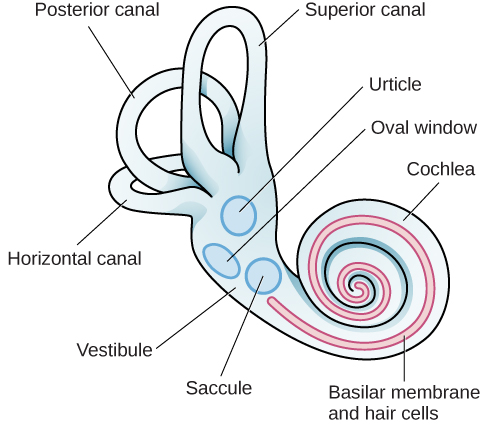 An illustration of the vestibular system shows the locations of the three canals (“posterior canal,” “horizontal canal,” and “superior canal”) and the locations of the “urticle,” “oval window,” “cochlea,” “basilar membrane and hair cells,” “saccule,” and “vestibule.”