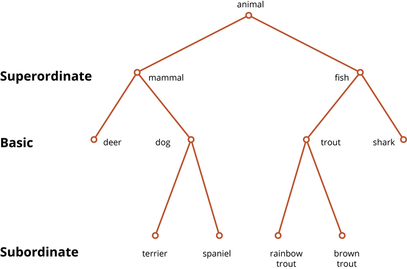 Diagram of hierarchical organization of categories, illustrating how concepts are structured in three levels: superordinate, basic, and subordinate.