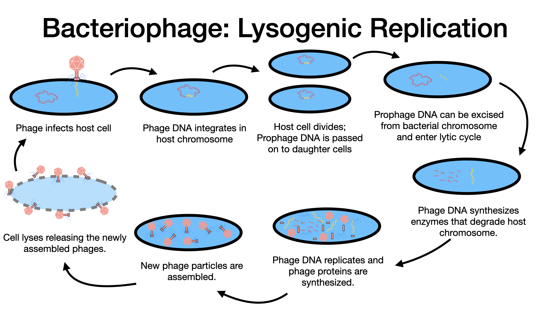 The steps of the lytic and lysogenic cycles. First the phage infects a cell; this shows the virus sitting on the outside of a cell and injecting DNA into the cell. In the next step the phage DNA becomes incorporated into the host genome. In the next step, the cell divides and prophage DNA is passed to the daughter cells. The image shows the cell dividing and the viral DNA within the host genome also being passed to the daughter cell. The next step shows the viral DNA jumping out of the host genome. Under stressful conditions, the prophage DNA is excised from the bacterial chromosomes and enters the lytic cycle. Next, the phage DNA replicates and phage proteins are made. This shows viral pieces being made within the cell. The next step is when the new phage particles are assembled. This shows the virus being build. The final step is when the cell lyses and releases the newly made phages.