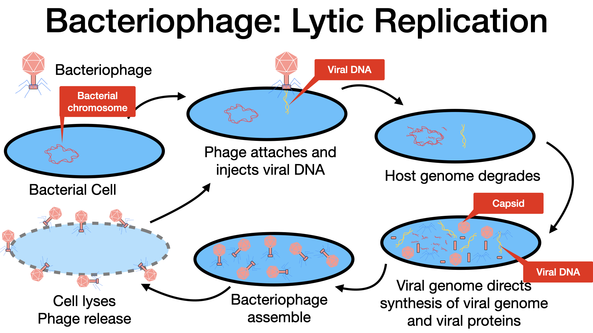 This figure outlines the stages of the lytic cycle. Step 1 is attachment when the phage attaches to the surface of the host. The bacteriophage is shown sitting on the surface of the bacterial host cell. Step 2 is penetration when the viral DNA enters the host cell. The image shows DNA from within the virus being injected into the host DNA. Step 3 is biosynthesis when the phage DNA replicates and the phage proteins are made. The image shows various pieces of virus being built within the cell. Step 4 is maturation when the new phage particles are assembled. This shows the viral components being put together in the cell. The fifth step is lysis when the cell lyses and the newly made phages are released. This shows the cell bursting and built viruses being released.