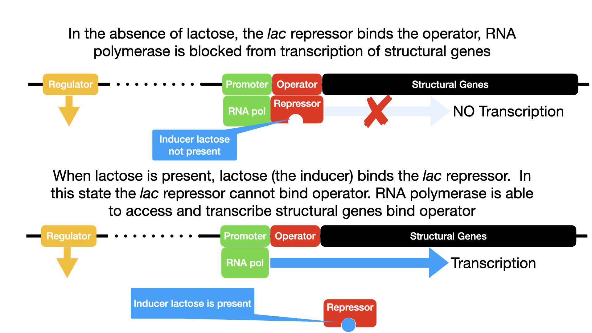 A diagram of the lac operon. The top image shows what occurs in the absence of lactose. In the absence of lactose, the lac repressor binds the operator and transcription is blocked. The repressor is not bound to lactose but is bound to the operator. RNA polymerase is bound to the promoter but is blocked from transcription by the repressor. The bottom image shows the presence of lactose. In the presence of lactose, the lac repressor is released from the operator and transcription proceeds at a slow rate. The image shows lactose bound to the repressor which is no longer bound to the operator. RNA polymerase is bound to the promoter and an arrow indicates that transcription is occurring.