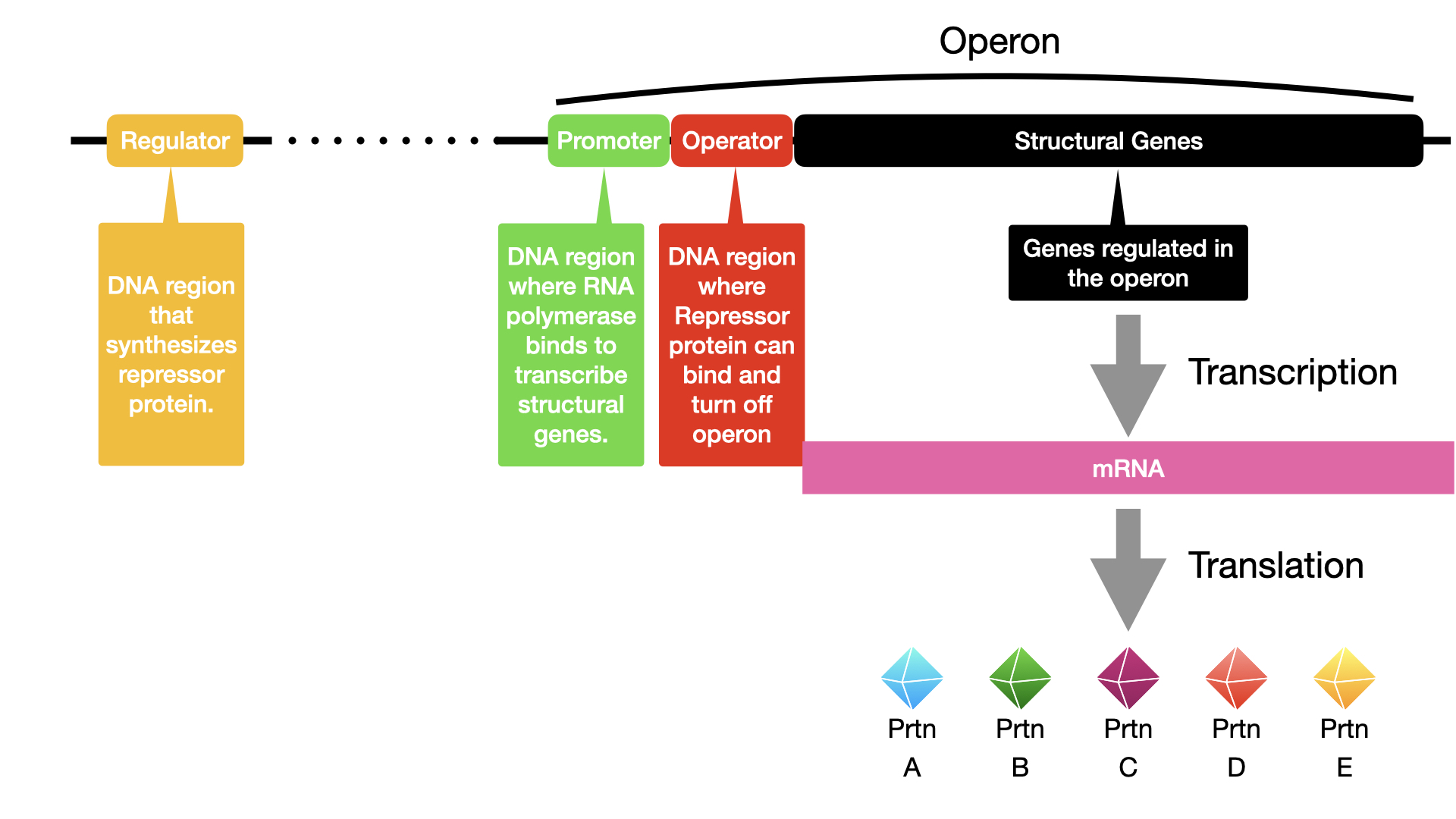 Diagram of an operon. At one end is a regulatory gene; the operon proper begins further down. The operon is composed of a promoter, an operator, and structural genes (in this case 4, labeled A – D). Transcription produces a single mRNA strand that contains all the structural genes. Translation of this single mRNA produces 5 different proteins (A, B, C, D, E).