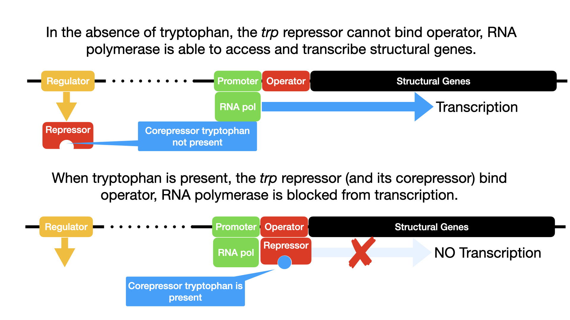 Diagram of the trp operon. The top image shows the operon in the absence of tryptophan. The trp repressor dissociates from the operator and RNA synthesis proceeds. RNA polymerase is bound to the promoter and an arrow indicates that transcription will occur. The repressor is not bound ot anything. The bottom image shows the operon in the presence of tryprophan. When tryptophan is present, the trp repressor binds to the operator and RNA synthesis is blocked. Tryptophan is shown bound to the repressor which is bound to the operator. RNA polymerase is bound to the promoter but is blocked from moving forward by the repressor.