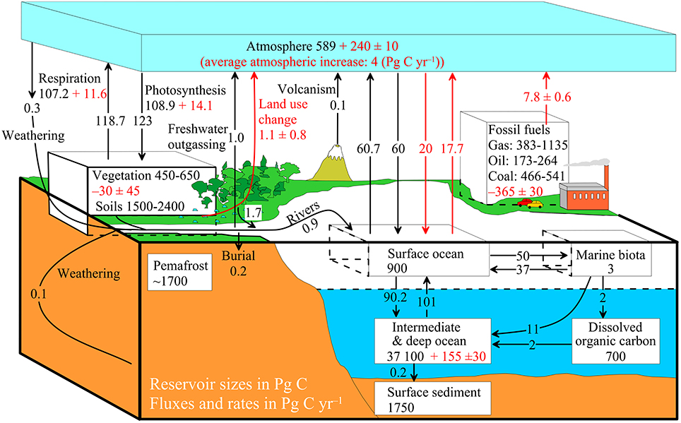 3D landscape model illustrating global carbon stores (Petagrams) and fluxes (Petagrams/year) showing the complexity of the cycle and the main impacts of human interference. This is a complex image and may require specific support for visually impaired students – please contact Luke McKnight if required