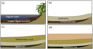 Figure 20.18 Formation of coal: (a) accumulation of organic matter within a swampy area; (b) the organic matter is covered and compressed by deposition of a new layer of clastic sediments; (c) with greater burial, lignite coal forms; and (d) at even greater depths, bituminous and eventually anthracite coal form. [SE]