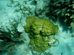 Figure 6.9 Various corals and green algae on a reef at Ambergris, Belize. The light-coloured sand consists of carbonate fragments eroded from the reef organisms.