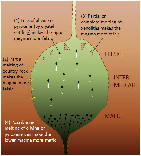 Magma Chambers, (1) at the top, loss of olivine or pyroxene (by crystal settling) makes the upper magma more felsic, (2) partial melting of country rock makes the magma more felsic (3) partial or complete melting of xenoliths makes the magma more felsic, (4) possible re-melting of olivine or pyroxene can make the lower magma more mafic