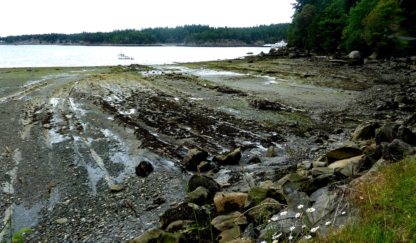 Figure 17.12 A wave-cut platform in bedded sedimentary rock on Gabriola Island, B.C. The wave-eroded surface is submerged at high tide. [SE]