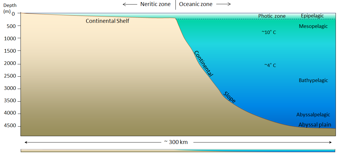 Figure 18.4 The generalized topography of the Atlantic Ocean floor within 300 km of Nova Scotia. The vertical exaggeration is approximately 25 times. The panel at the bottom shows the same profile without vertical exaggeration. [SE]