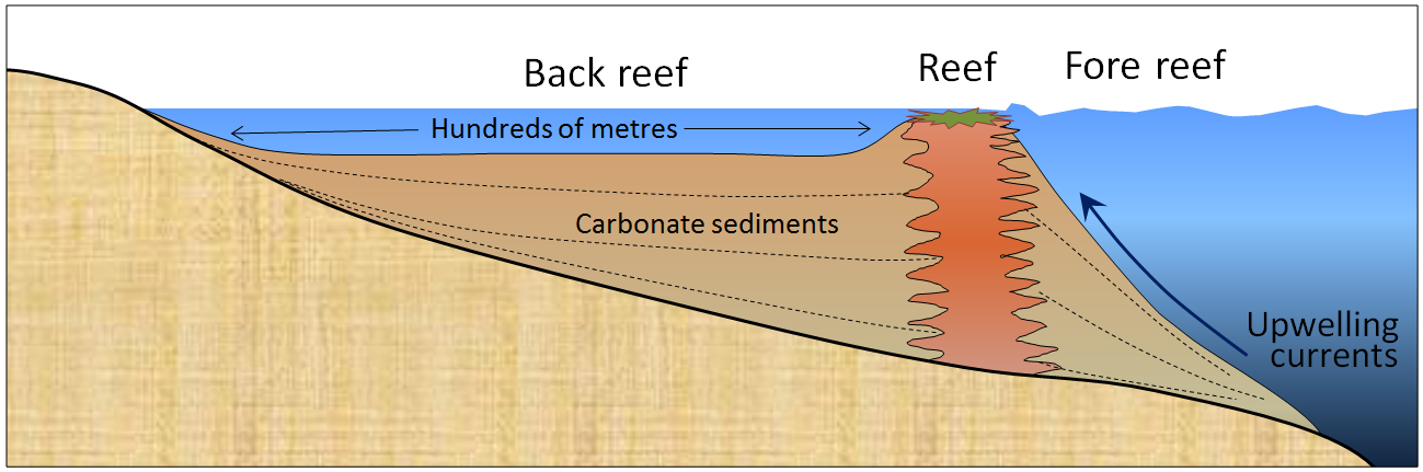 Figure 17.24 Cross-section through a typical barrier or fringing reef [SE]