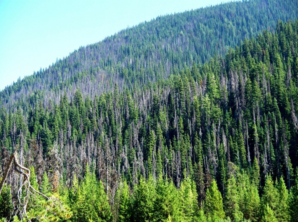 Figure 19.18 Mountain pine beetle damage in Manning Park, British Columbia [https://upload.wikimedia.org/wikipedia/en/7/7c/Pine_Beetle_in_Manning_Park.jpg]
