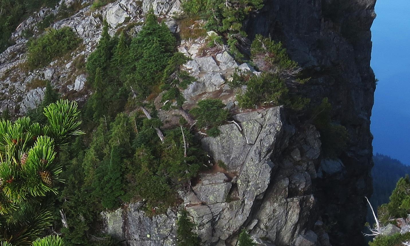 Photograph of Conifers growing on granitic rocks at The Lions, near to Vancouver BC