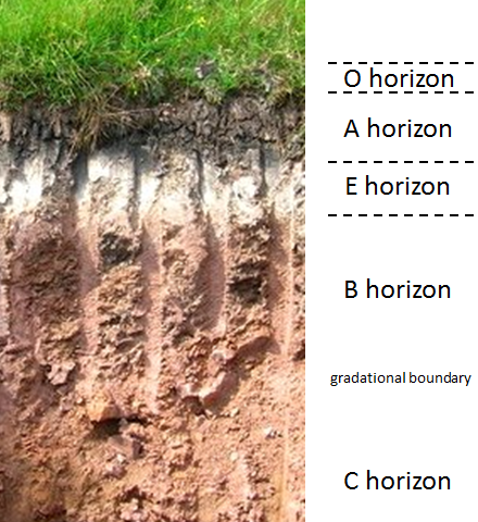 Soil horizons in a podsol from a site in northeastern Scotland. O: organic matter A: organic matter & mineral material E: leached layer B: accumulation of clay, iron etc. C: incomplete weathering of parent materia