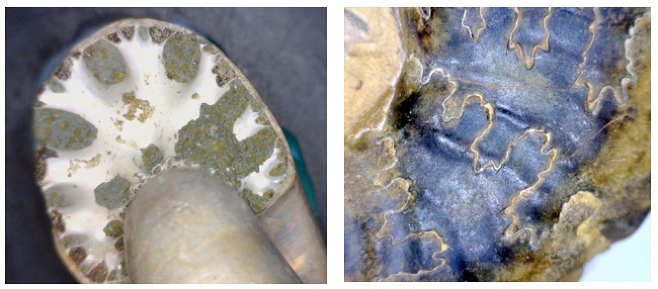Figure 8.12 The septum of an ammonite (white part, left), and the suture lines where the septae meet the outer shell (right). [SE]