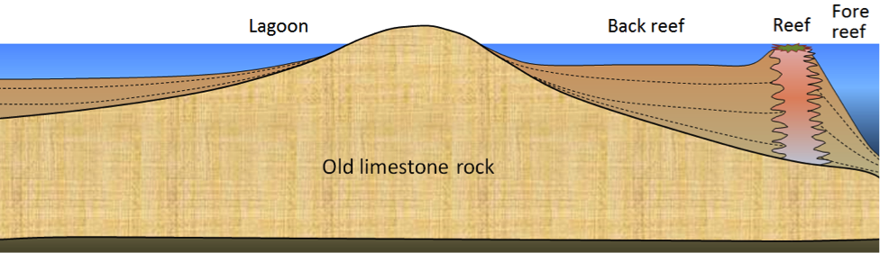 Figure 6.10 Schematic cross-section through a typical tropical reef.