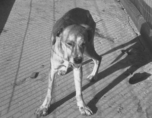 Photo of rabid dog