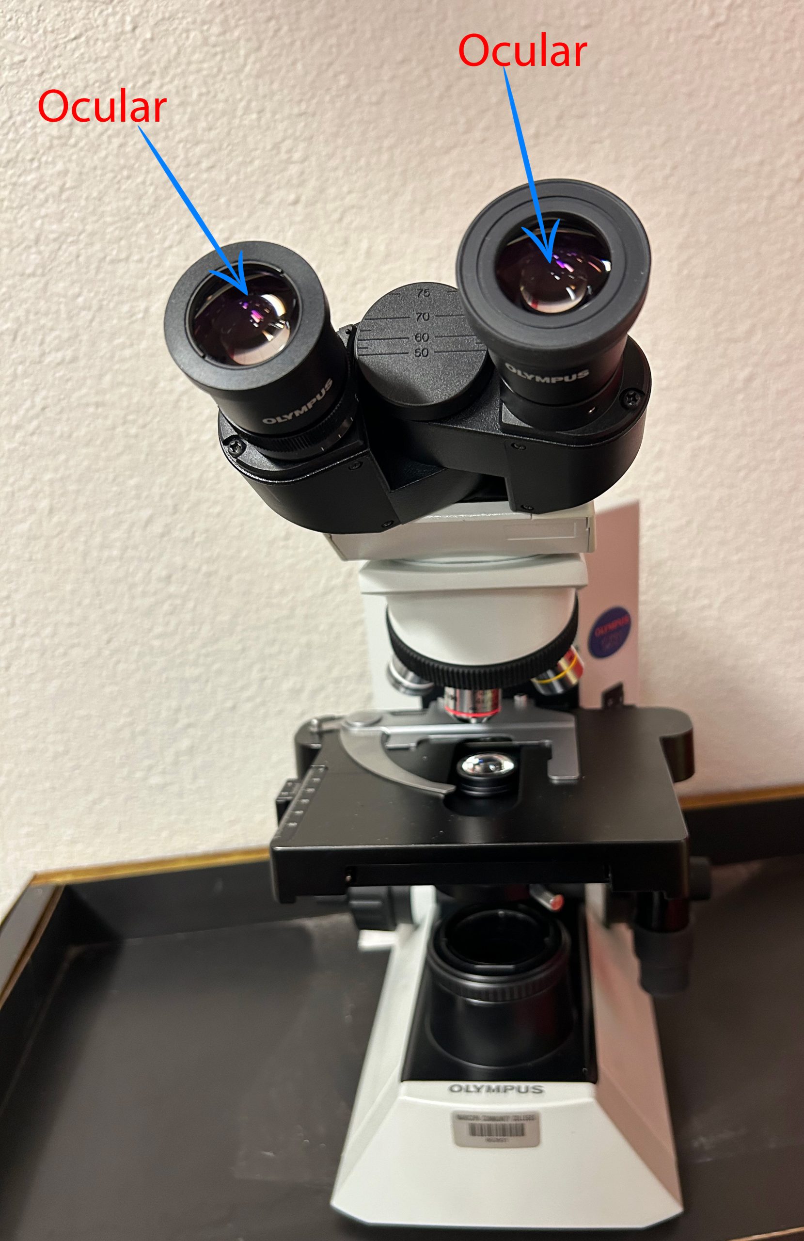 image of Olympus CX31 microscope