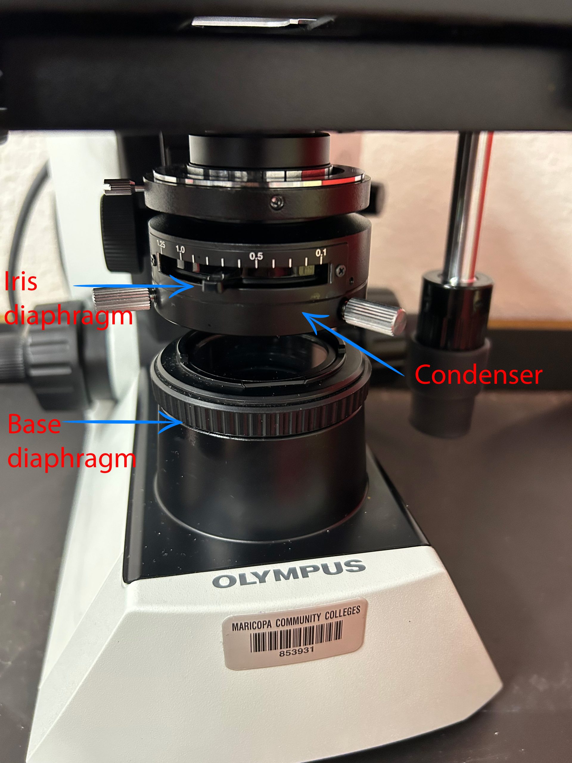 image of under the stage of the Olympus C31 microscope