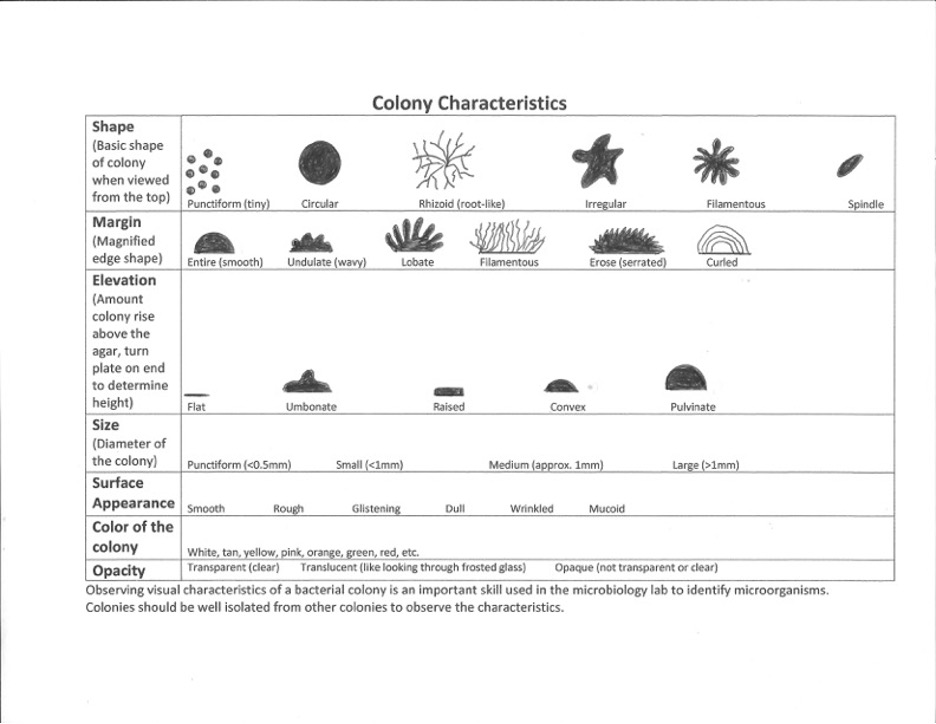 Colony Characteristics