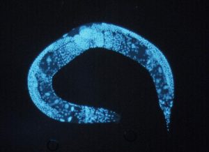 Photo of C. elegans