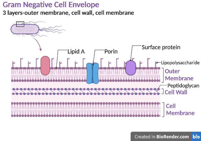 Gram Negative Cell Envelope