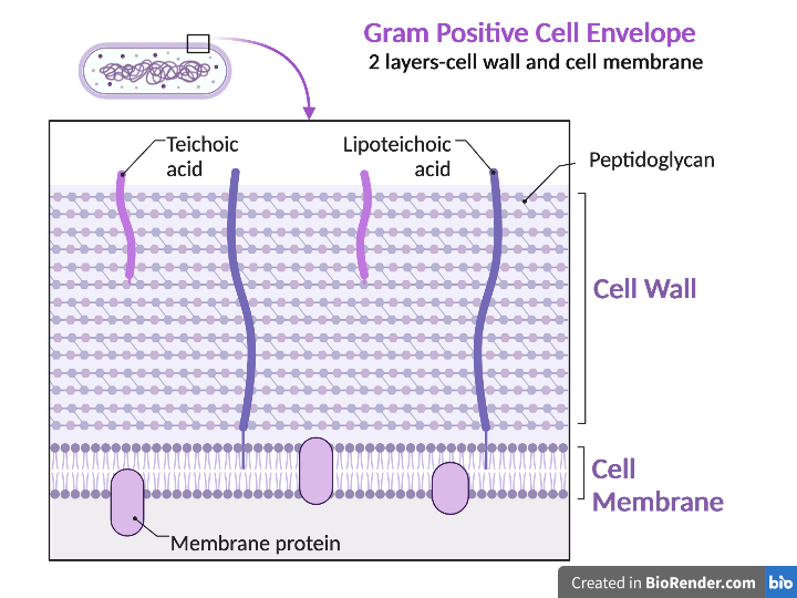 Gram Positive Cell Envelope