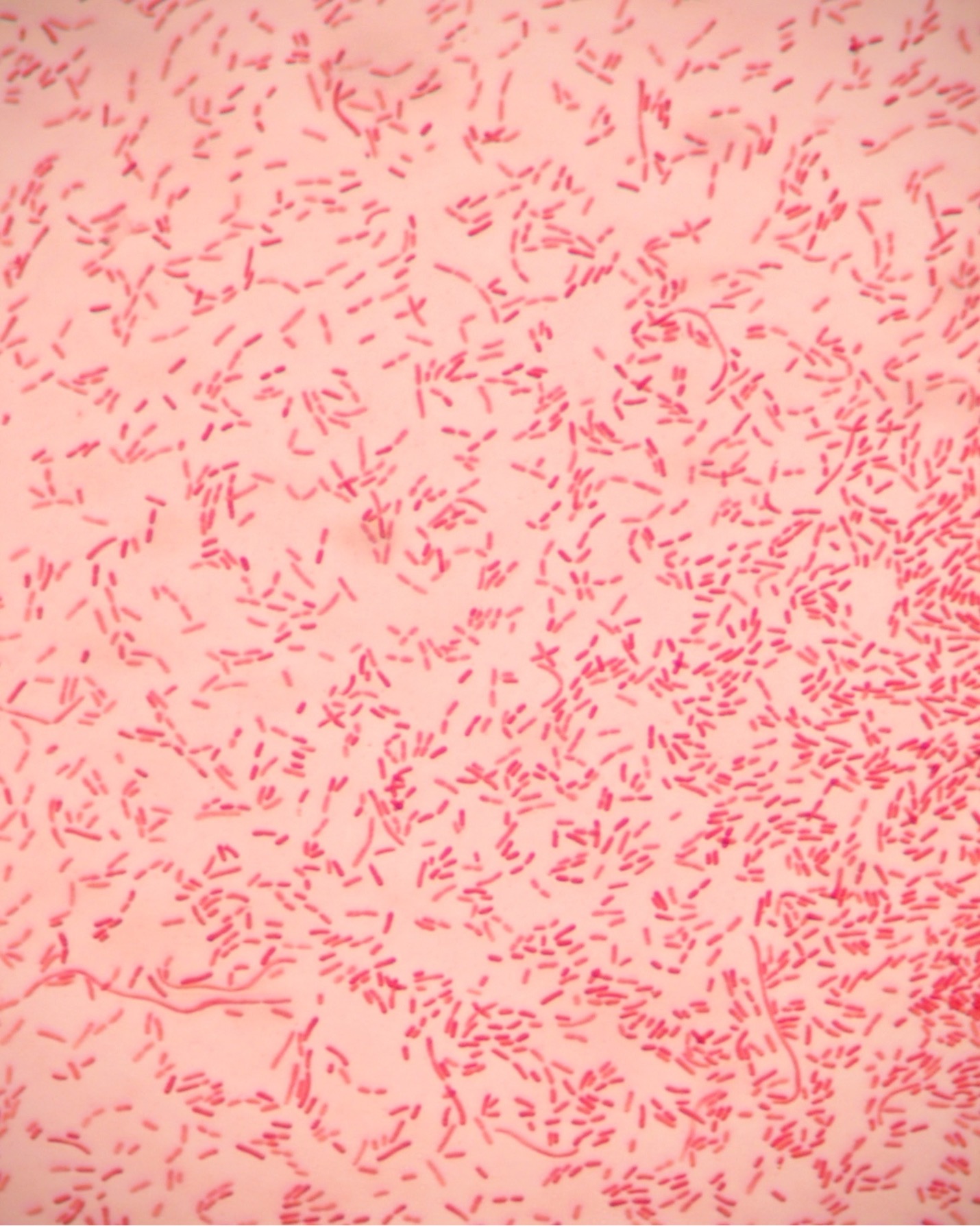 LABET – Gram Laboratório