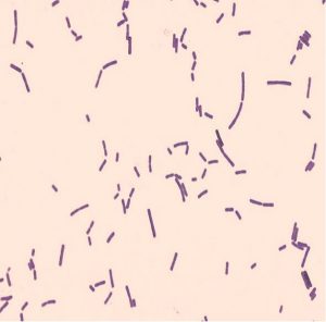 GRAM STAIN – Laboratory Exercises in Microbiology