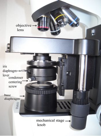 THE MICROSCOPE – Laboratory Exercises in Microbiology