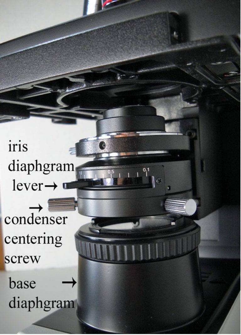 the-microscope-laboratory-exercises-in-microbiology