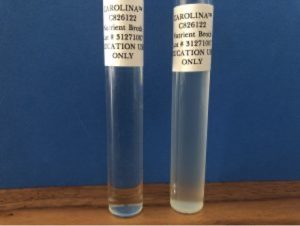 Image of uninoculated and turbid broth