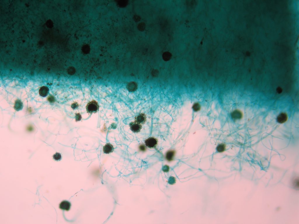 Mold 100X total magnification
