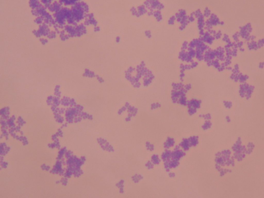 Bacteria Gram Positive Cocci 1,000X total magnification