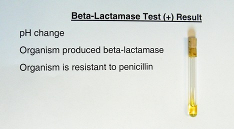 Beta-Lactamase Test Negative Result