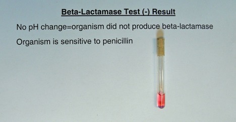 Beta-Lactamase Test Positive Result