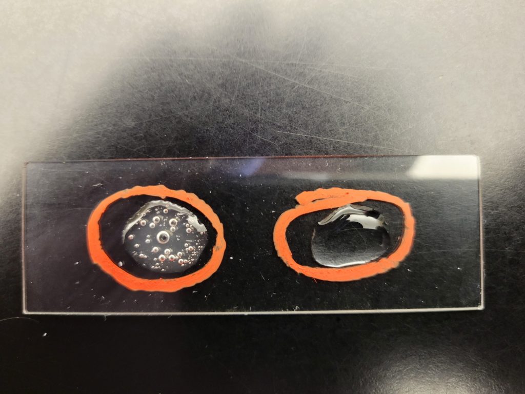 EFFECT OF OXYGEN ON BACTERIAL GROWTH Laboratory Exercises in Microbiology