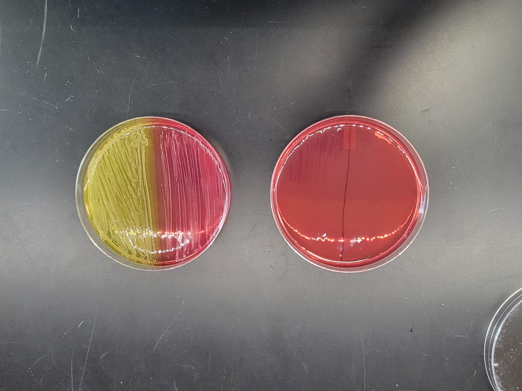 STAPHYLOCOCCUS Laboratory Exercises in Microbiology