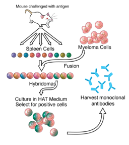 Diagram of the hybridoma process for monoclonal antibody production