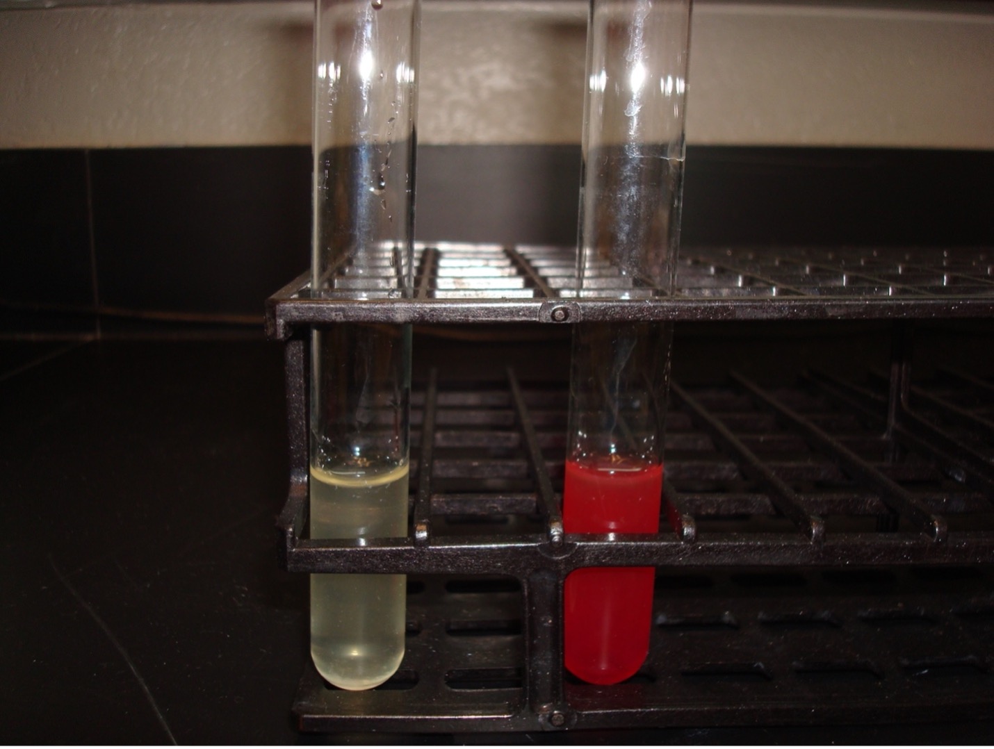Nitrate Reduction Test After Adding Sulfanilic Acid and Alpha-Naphthylamine
