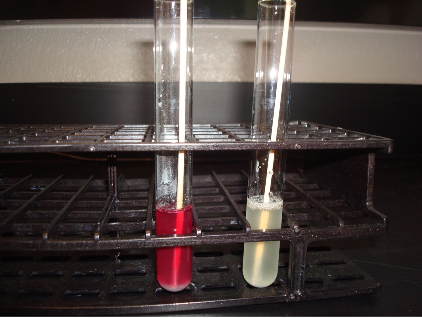 Nitrate Reduction Test After Adding Sulfanilic Acid, Alpha-naphthylamine, and Zinc