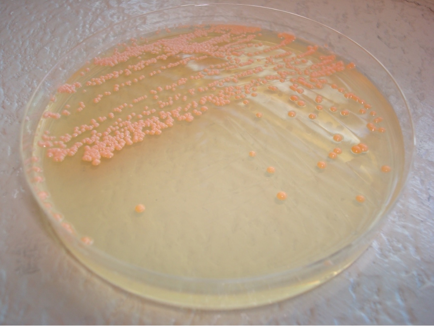 Micrococcus roseus pigment