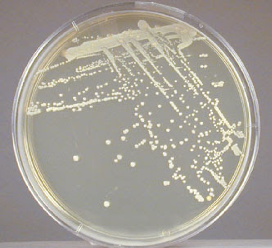 Staphylococcus epidermidis pigment