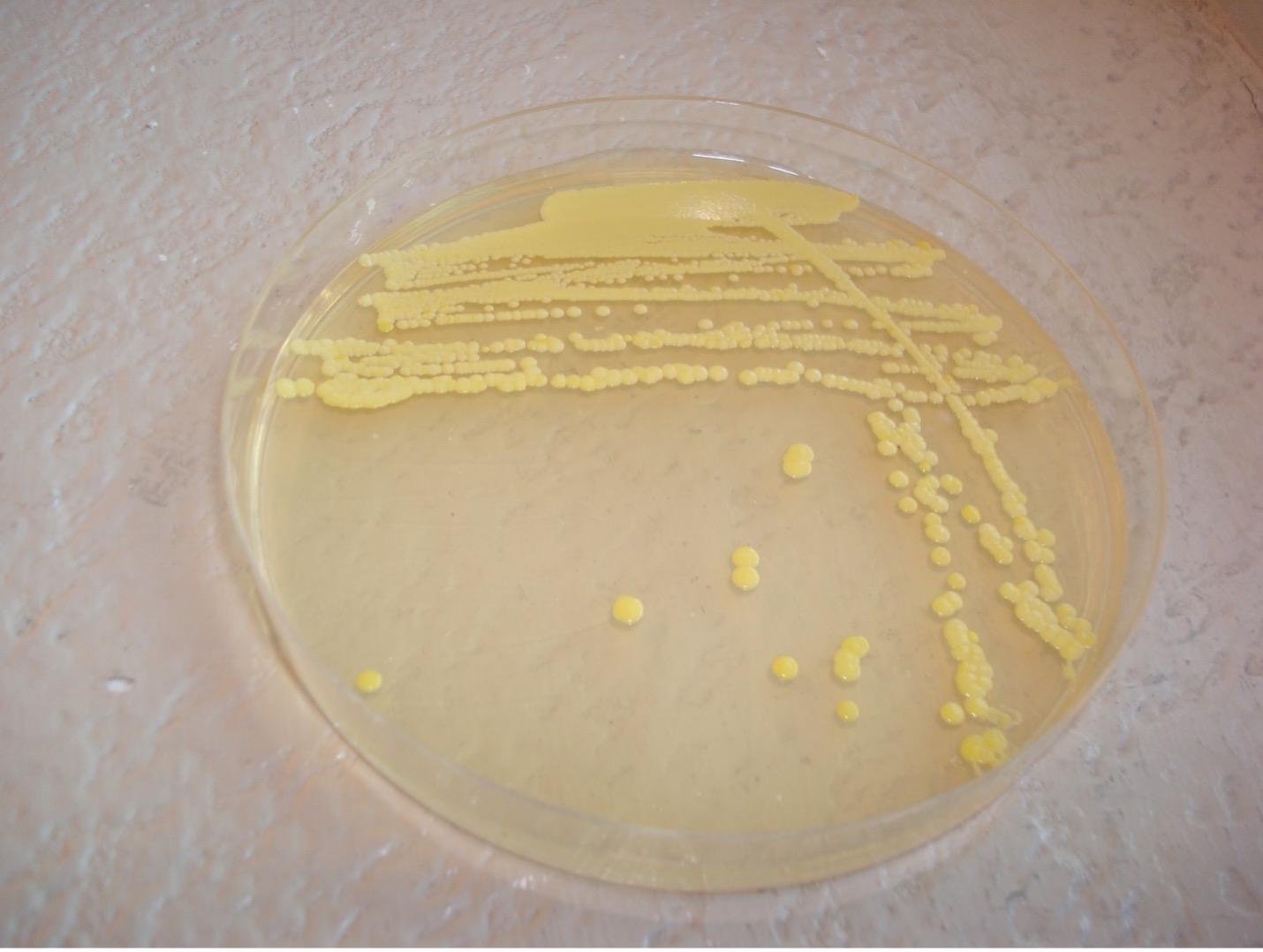 Micrococcus luteus pigment