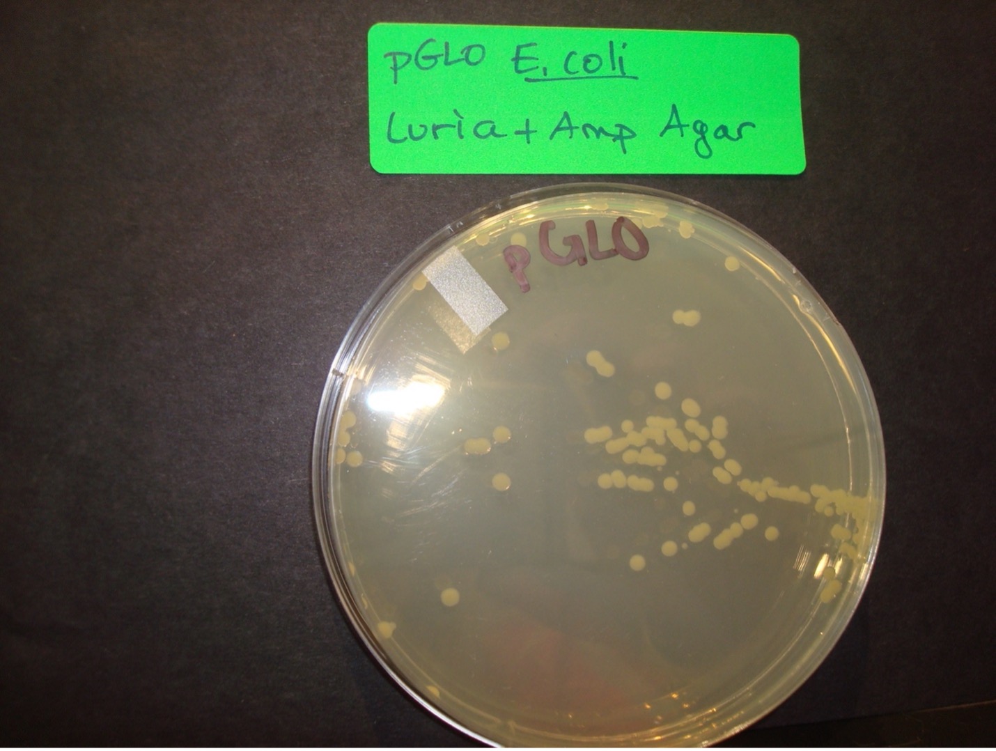 pGLO E. coli Luria + Ampicillin Agar