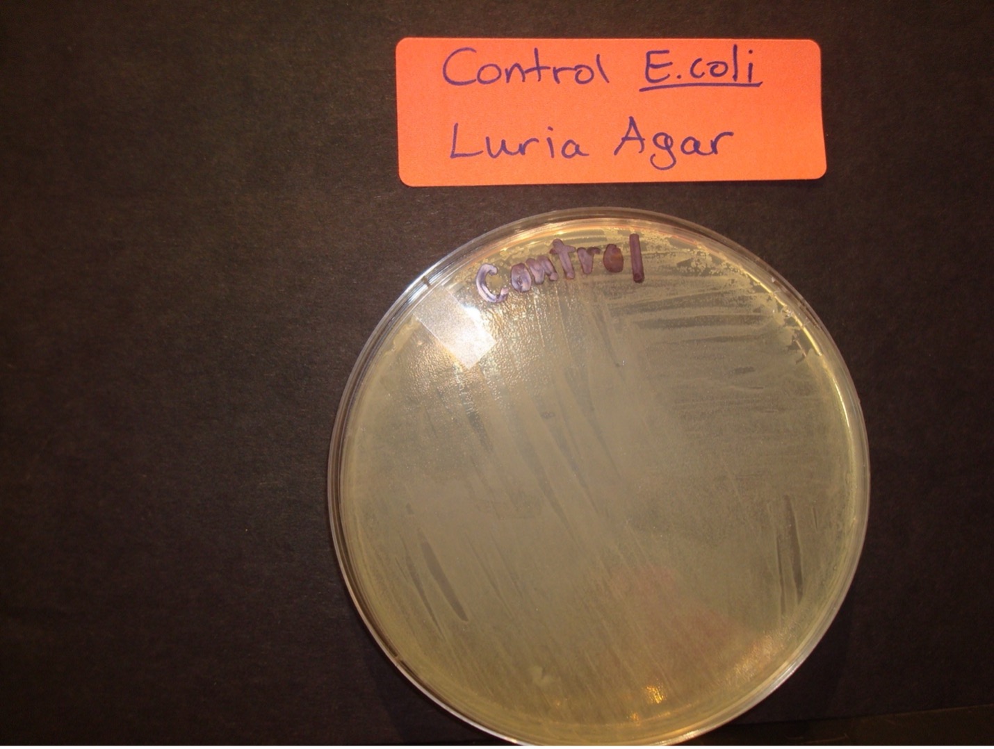 pGLO Control E.coli Luria agar