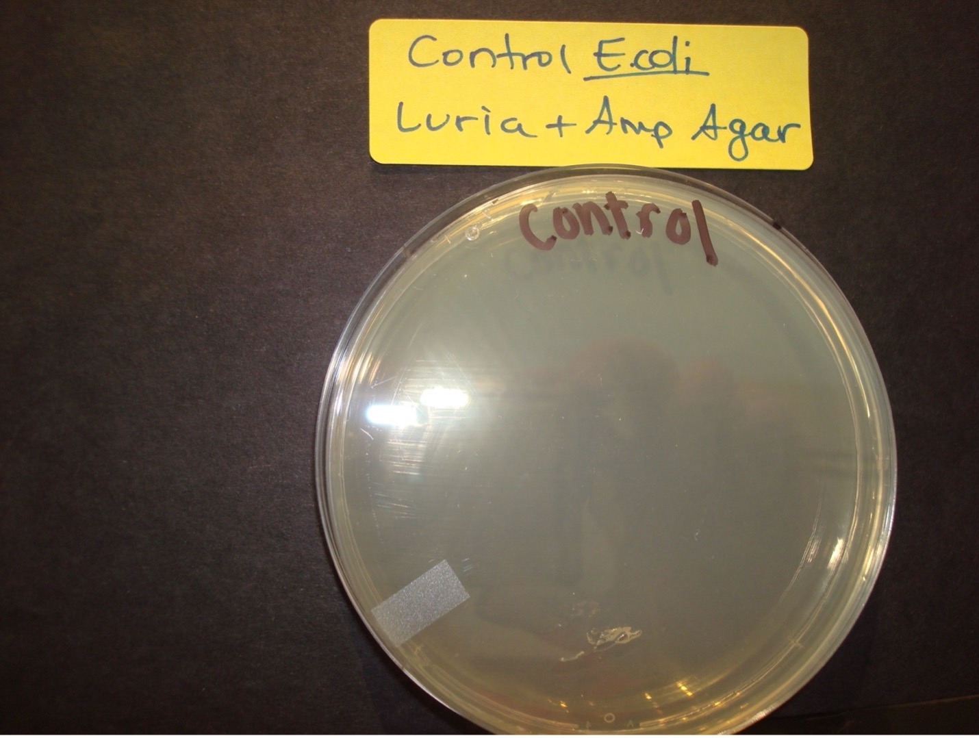 pGLO Control E.coli Luria + Ampicillin Agar