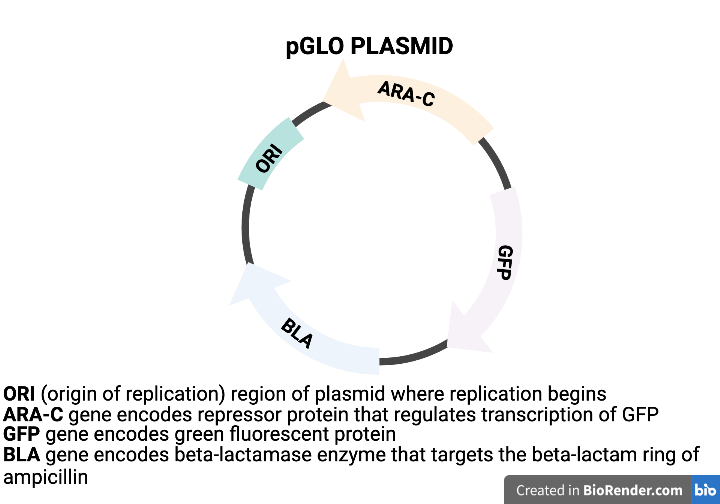 pGLO Plasmid