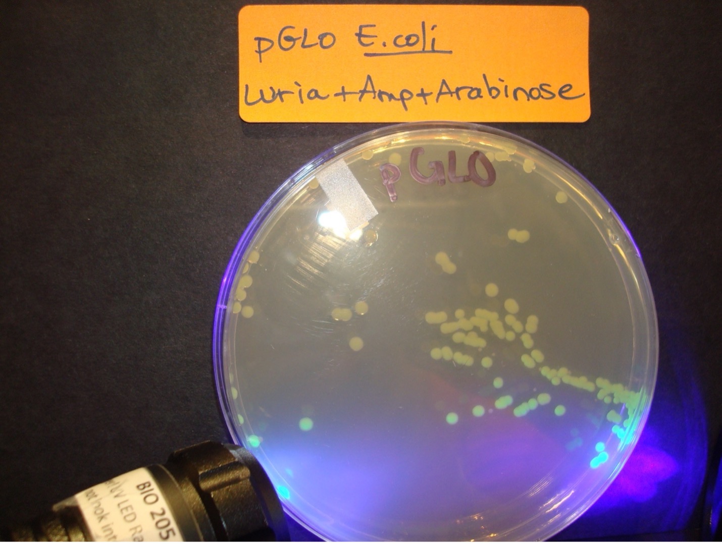pGLO E. coli Luria + Ampicillin + Arabinose Agar