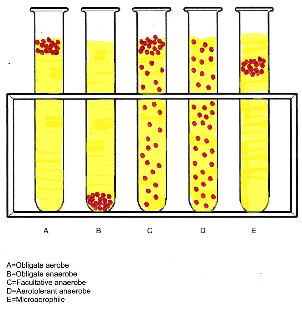 EFFECT OF OXYGEN ON BACTERIAL GROWTH – Laboratory Exercises in Microbiology