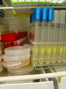 Photo of microbial media in a refrigerator